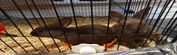 Mixed Breed rabbits for sale: Chocolate baby Bunnie's  in Liverpool - Advert 2