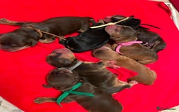 Miniature Poodle dogs for stud: KC phantom miniature poodle stud health tested in Thetford - Image 14