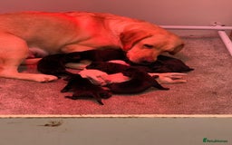 Labrador Retriever dogs for sale: CHUNKY BIG BONED SHOW LABRADOR PUPPYS - Image 10