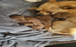 Mixed Breed dogs for sale: shitzu x chihuahua puppies - Image 12