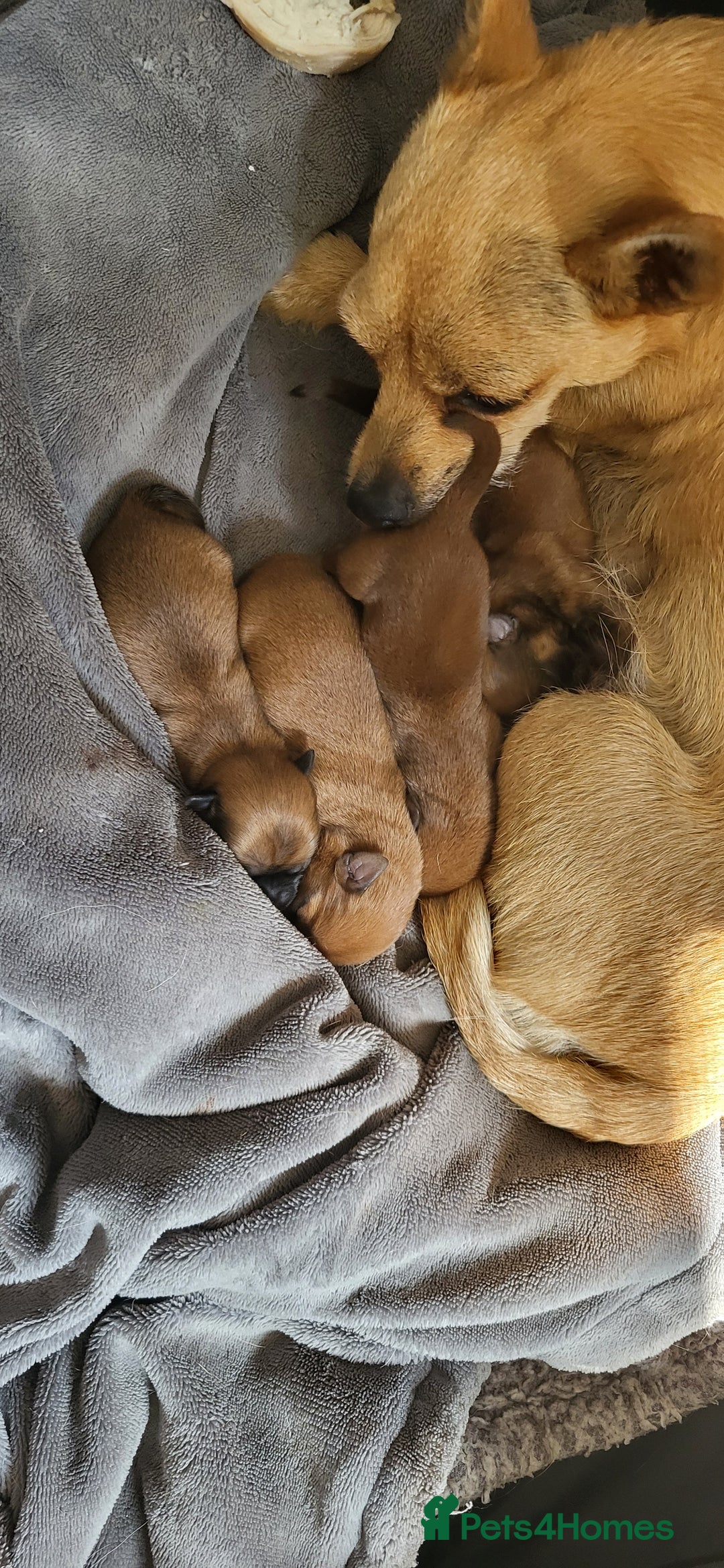 Mixed Breed dogs for sale: shitzu x chihuahua puppies - Image 12