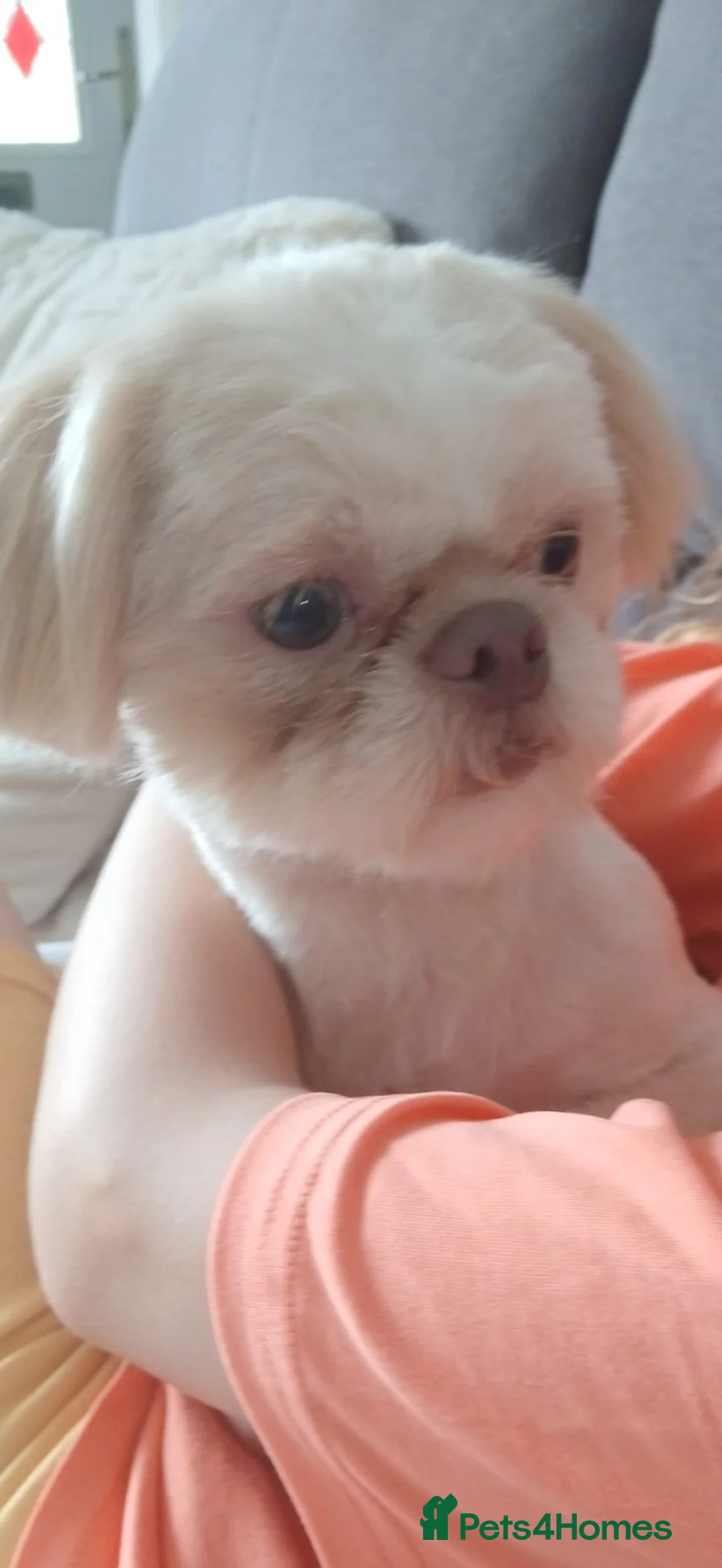 Shih Tzu dogs for sale: Rehoming my boy  - Advert 2