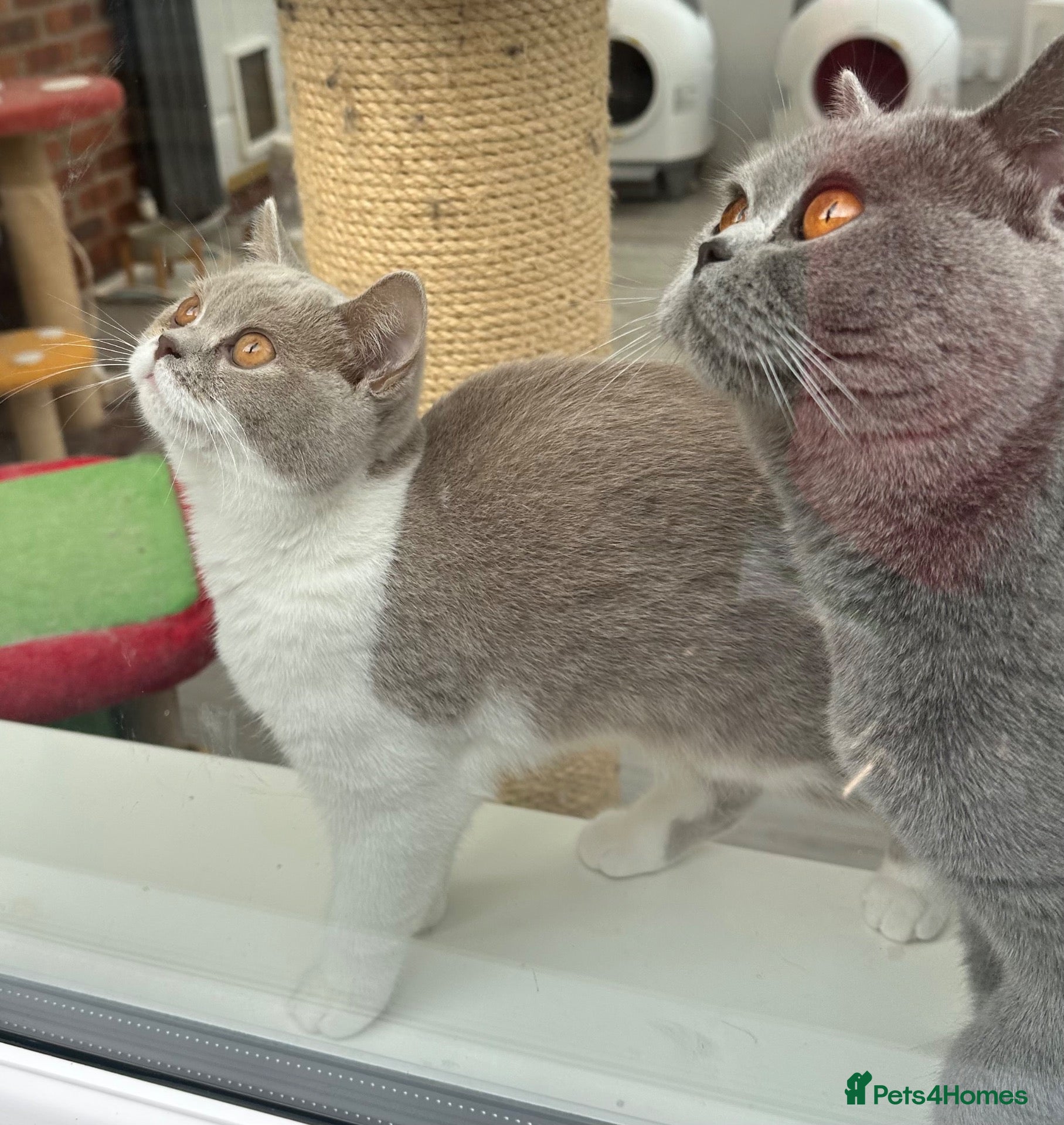 British Shorthair cats READY NOW Lilac and white female BSH  - Advert 15