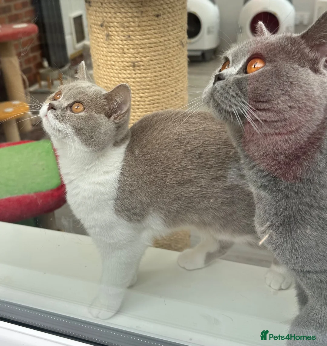 British Shorthair cats for sale: READY NOW Lilac and white female BSH  - Advert 1