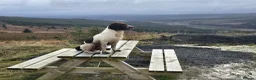 English Springer Spaniel dogs for stud: English springer spaniel at stud - Advert 6