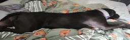 Cane Corso dogs for sale: 15 month old cane corso female - Advert 2