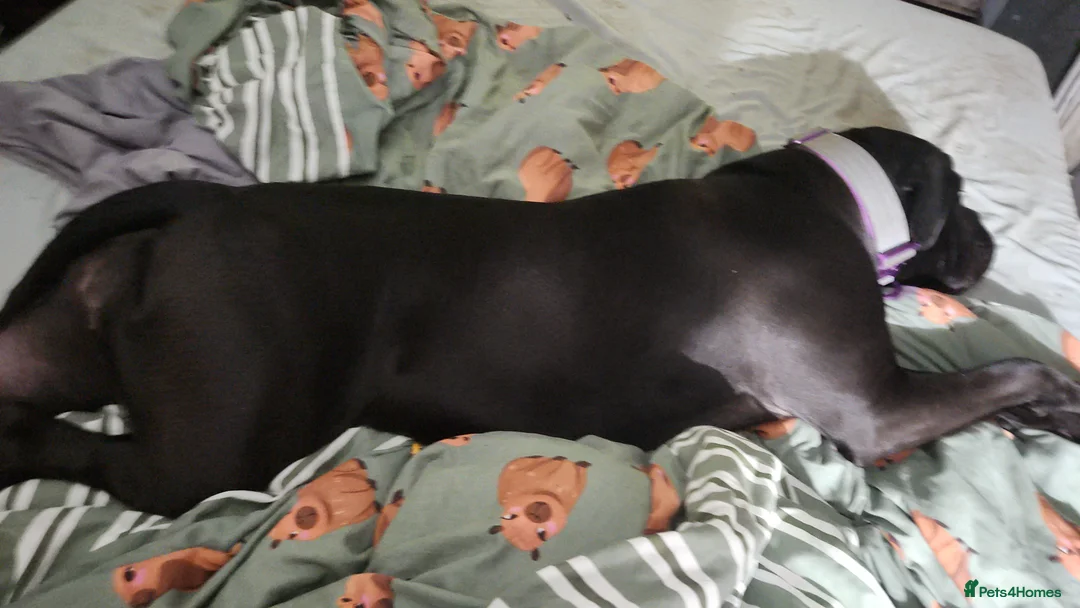 Cane Corso dogs for sale: 15 month old cane corso female - Advert 2