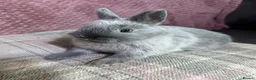 Netherland Dwarf rabbits for sale: Netherland Dwarf Rabbits available now - Advert 2