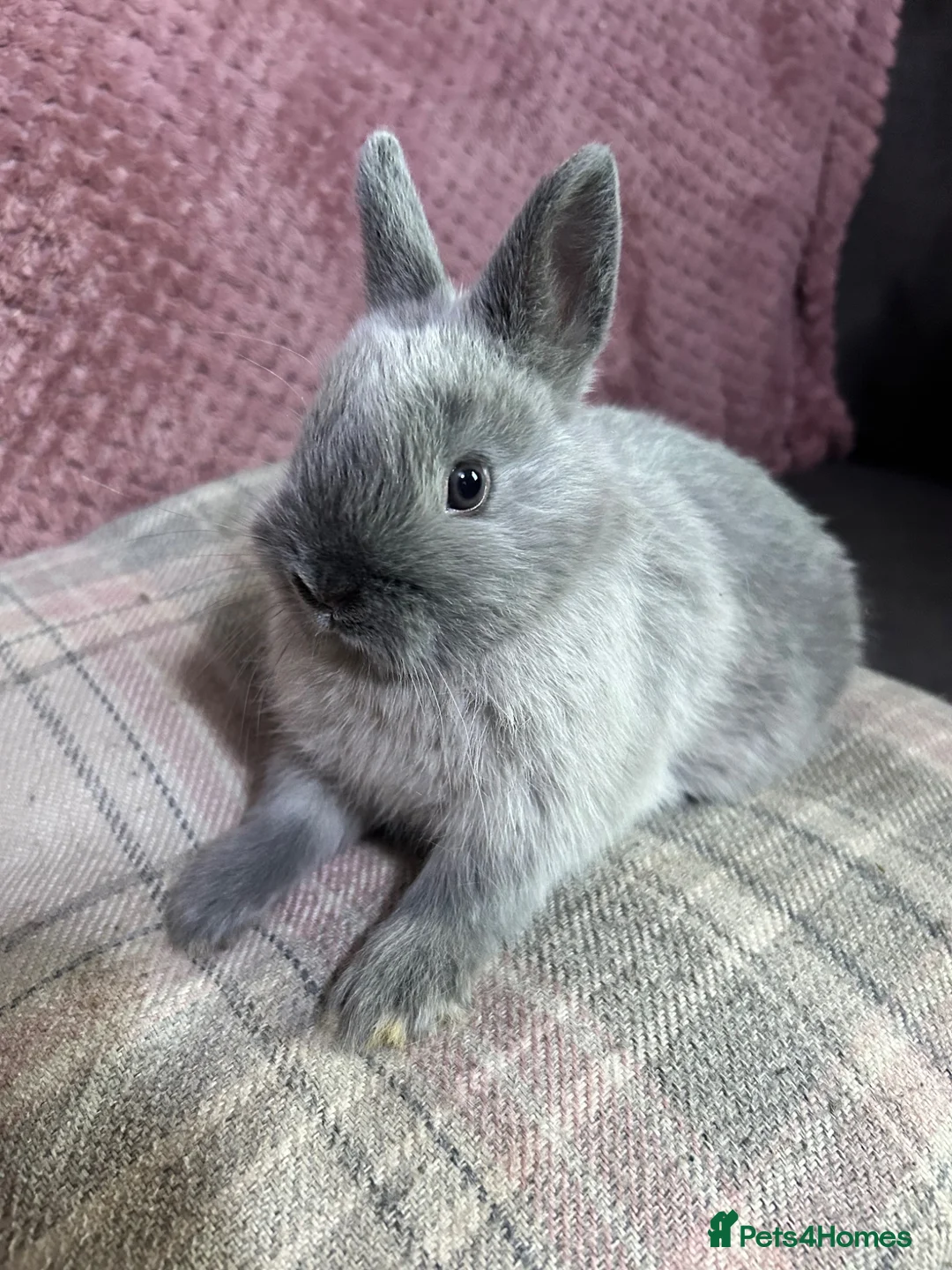 Netherland Dwarf rabbits for sale: Netherland Dwarf Rabbits available now - Advert 2