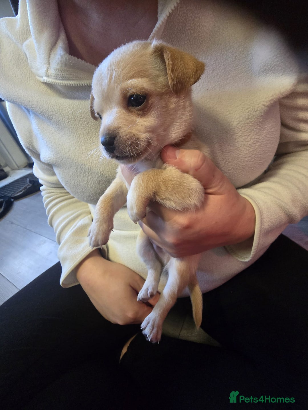 Mixed Breed dogs for sale: Beautiful Jack Russel X Chihuahua  - Advert 11
