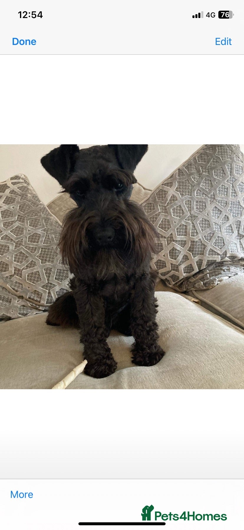 Miniature Schnauzer dogs Miniature schnauzer  - Advert 2