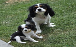 Cavalier King Charles Spaniel dogs for sale: Amazing King Charles Cavalier KC Reg Puppies - Image 7