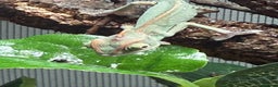 Chameleon reptiles for sale: Baby Yemen chameleons - Advert 2