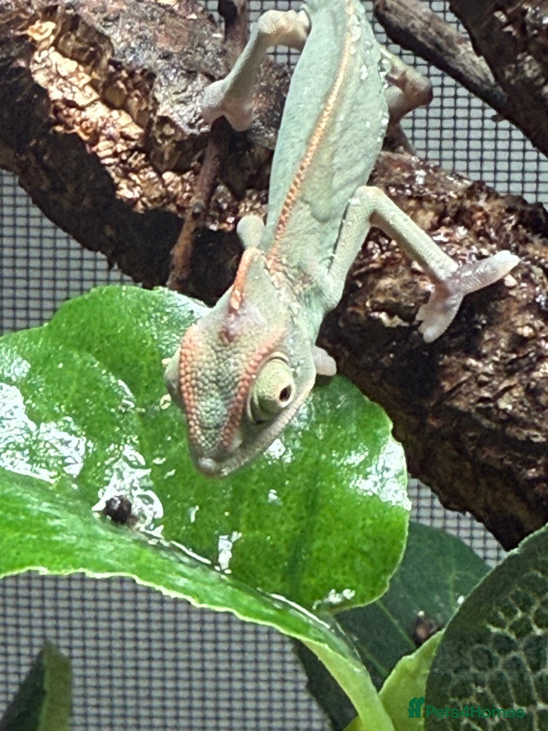 Chameleon reptiles for sale: Baby Yemen chameleons - Advert 2