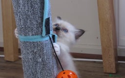 Ragdoll cats for sale: 🎀Beautiful Ragdoll kittens (TICA reg)🎀 - Image 23