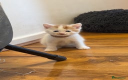 Mixed Breed cats for sale: Beautiful kittens looking for new homes!! - Image 6
