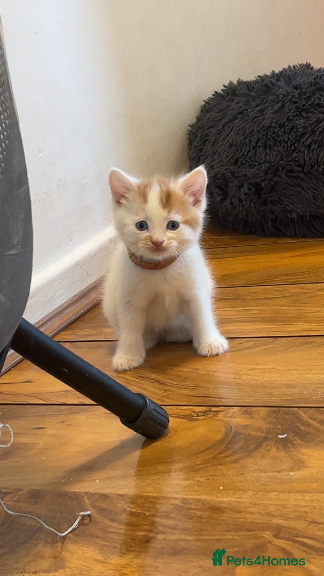 Mixed Breed cats for sale: Beautiful kittens looking for new homes!! - Image 6