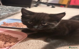 Mixed Breed cats for sale: Purr- fectly Adorable Kittens for loving homes - Advert 18