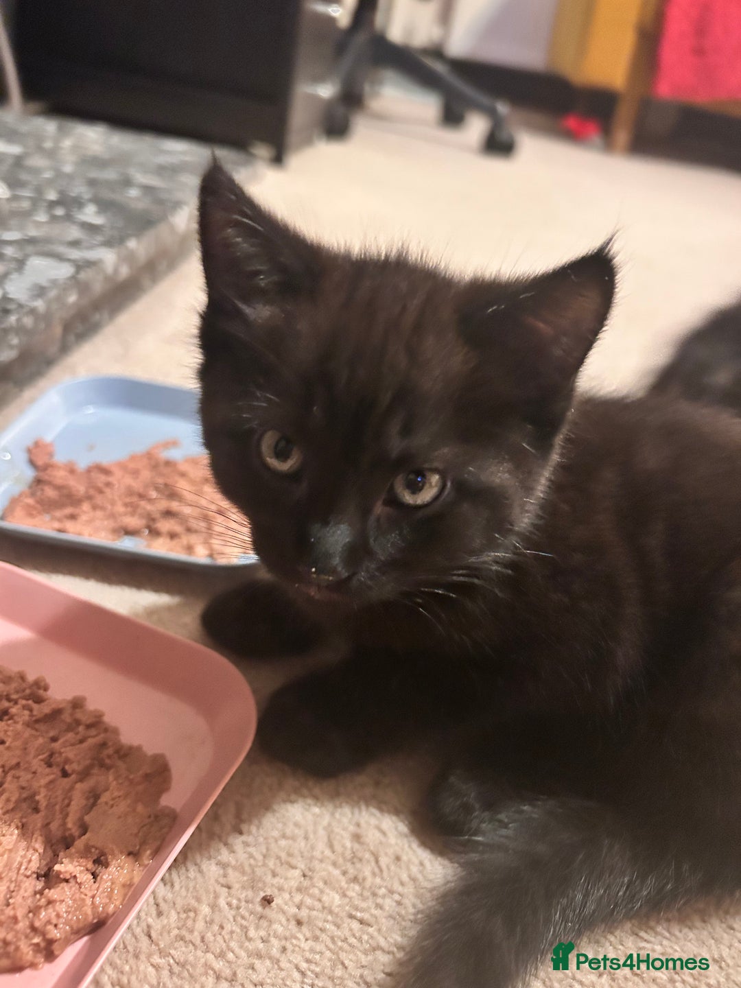 Mixed Breed cats for sale: Purr- fectly Adorable Kittens for loving homes - Advert 18