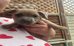 Mixed Breed dogs for sale: Staffy cross Frenchie puppies - Image 17