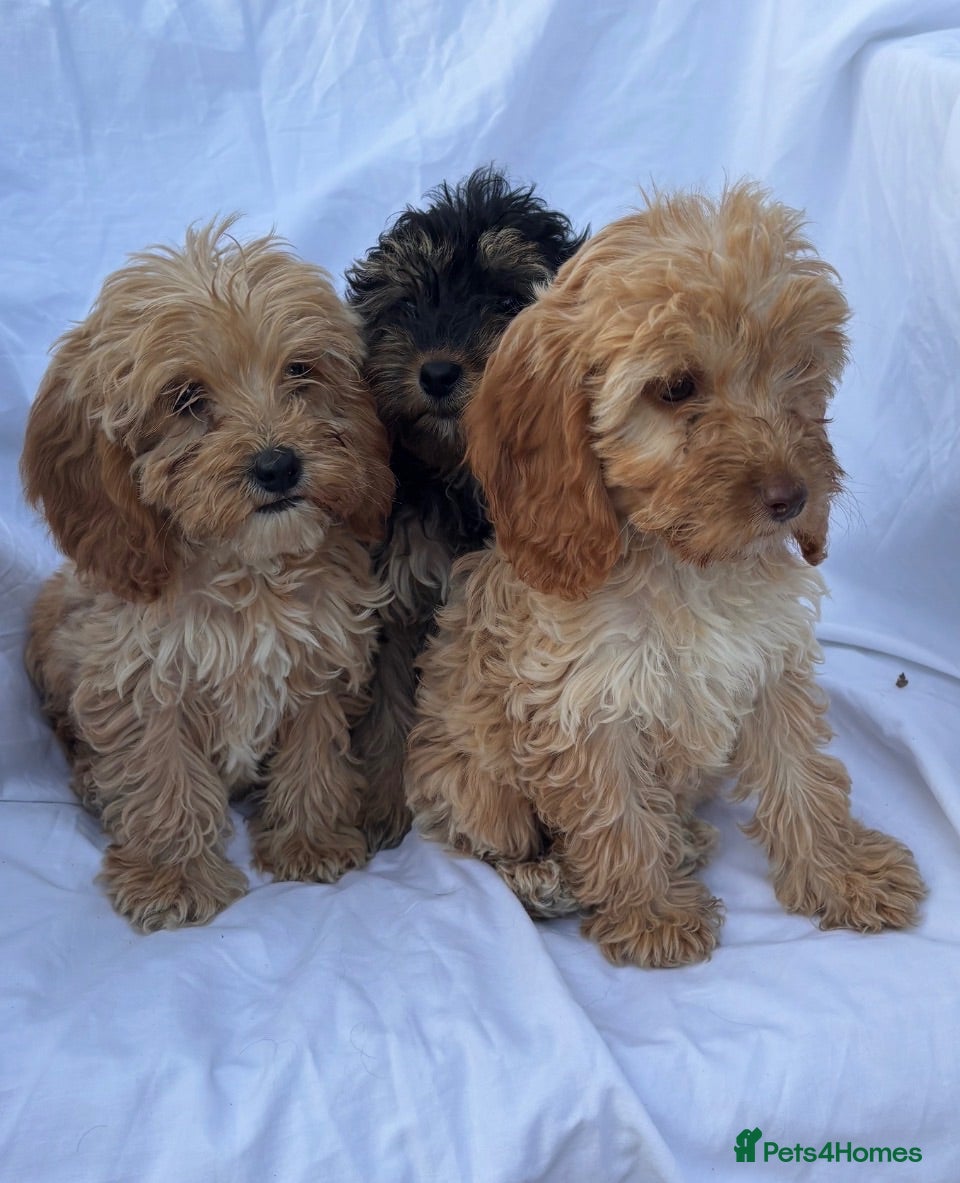 Cockapoo dogs Gorgeous cockatoo puppies - Advert 1