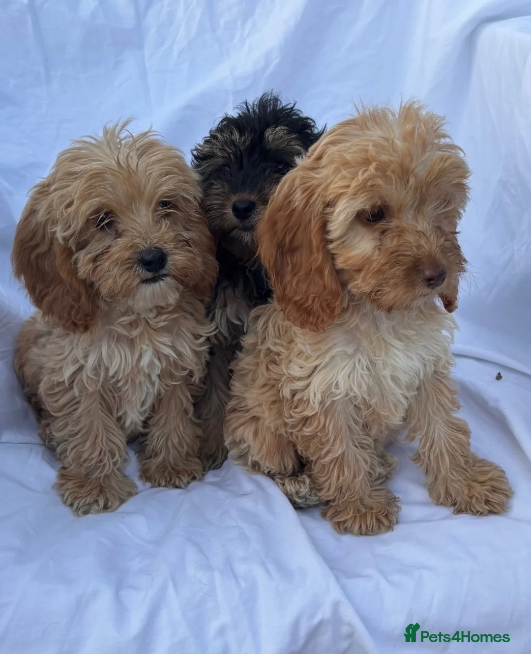 Cockapoo dogs for sale: Gorgeous cockatoo puppies - Advert 1