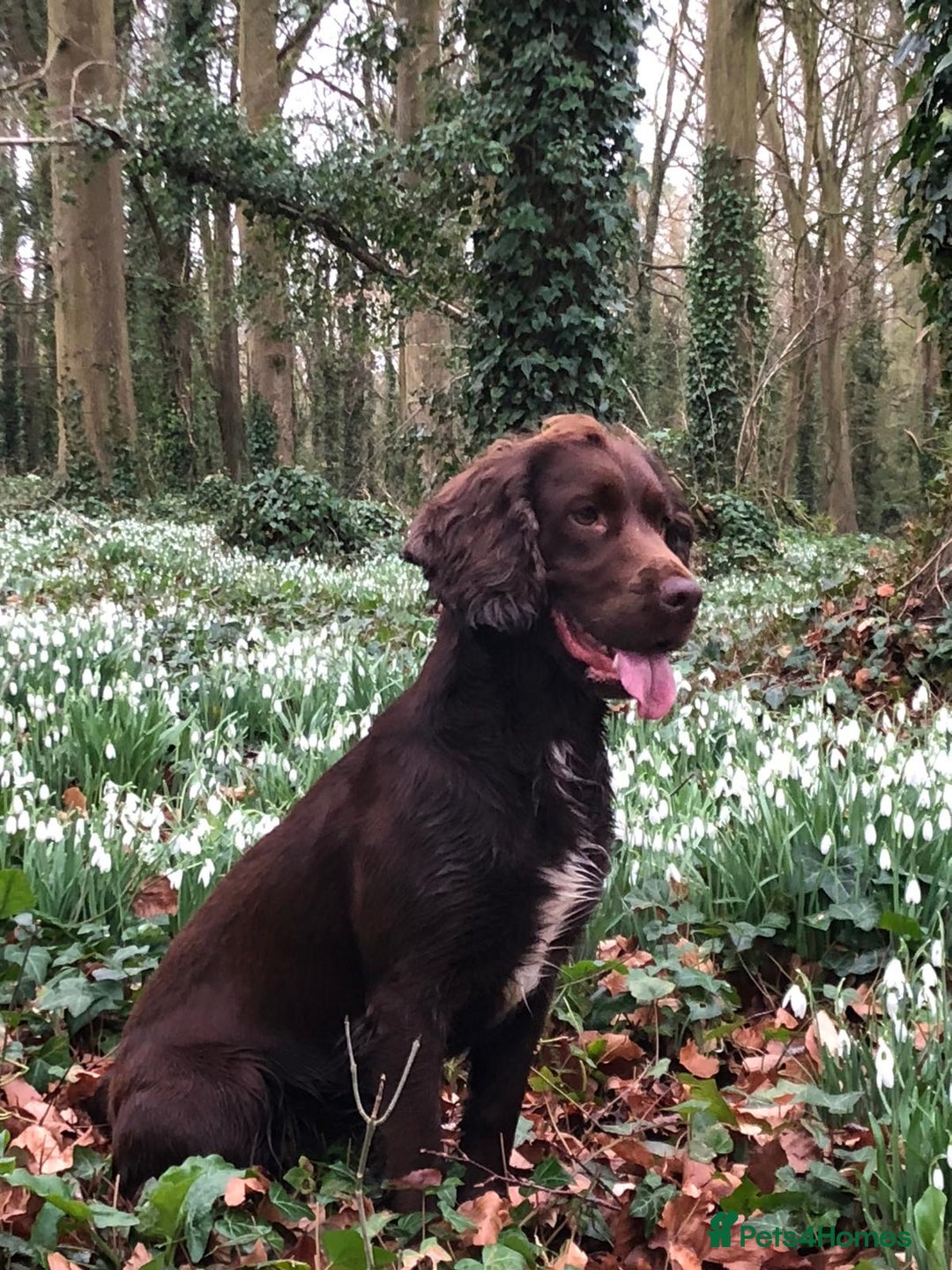 Sprocker dogs for stud: Sprocker Stud - Image 8