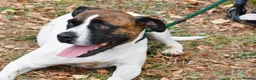 Mixed Breed dogs for adoption: Donky - Advert 3