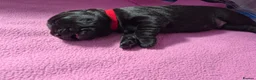 Labrador Retriever dogs for sale: Labrador black puppies  - Advert 6