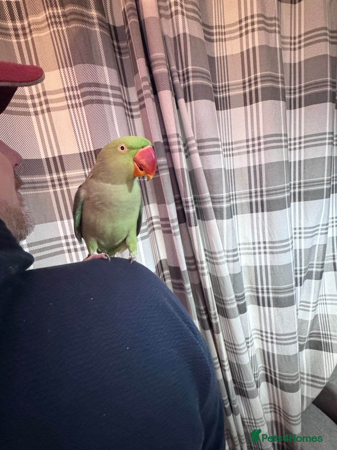 Parrots birds for sale: Alexandrine parrot  - Image 3