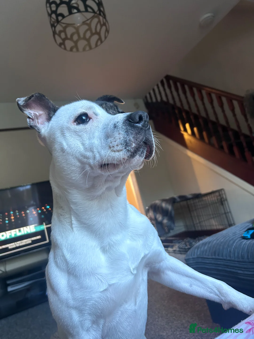 Staffordshire Bull Terrier dogs for sale: Rehoming our gorgeous boy! in Stourbridge - Advert 2