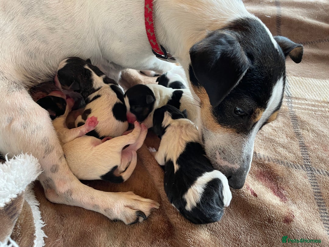 Jack Russell dogs for sale: Pure Jack Russell Puppies for sale  - Image 7