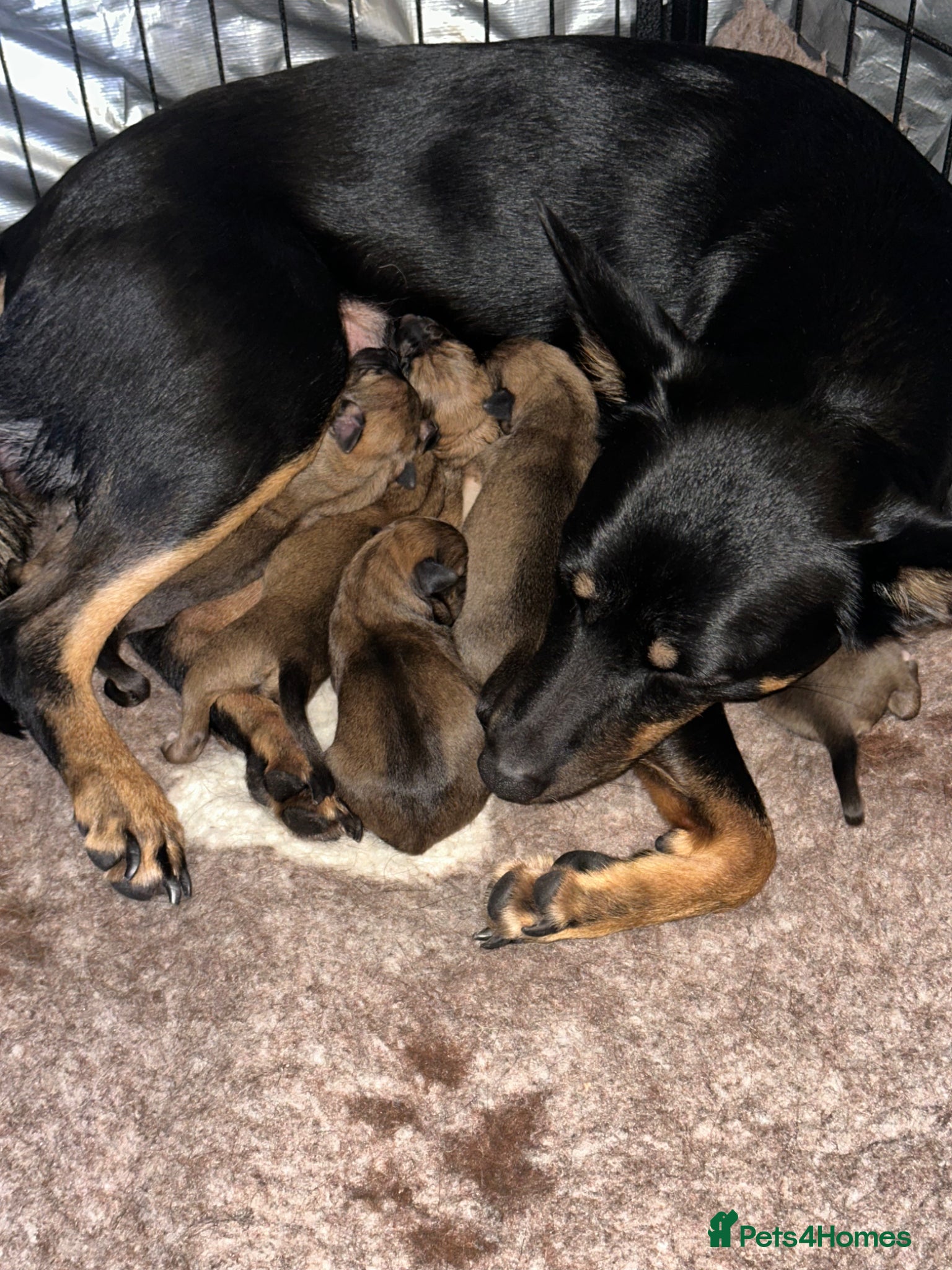 Mixed Breed dogs Australian Kelpie x Whippet - Advert 1