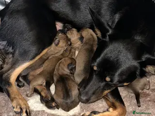 Mixed Breed dogs Australian Kelpie x Whippet - Advert 1