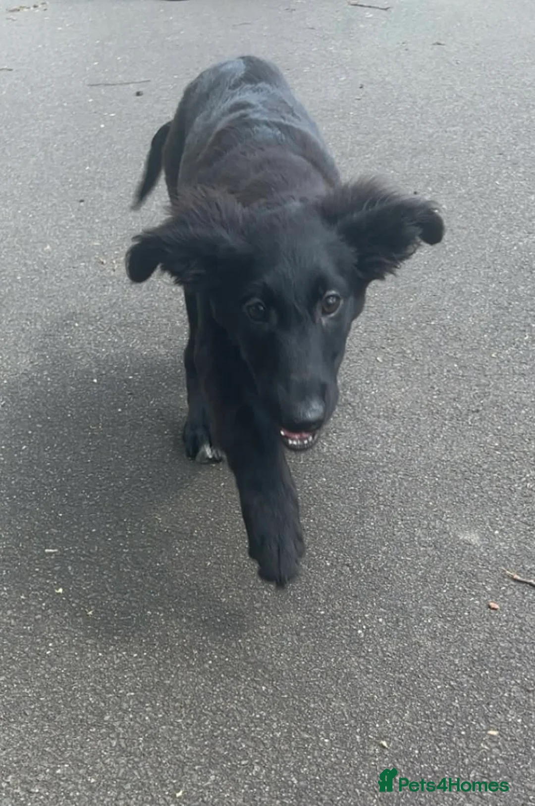 Mixed Breed dogs for sale: Golden Retriever x Collie Puppies - Ready to leave - Advert 2