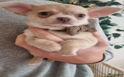 Chihuahua dogs for sale: Gorgeous Smooth coat KC registered chihuahuas - Image 16