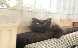 Maine Coon cats for sale: Black smoked boy  - Image 11