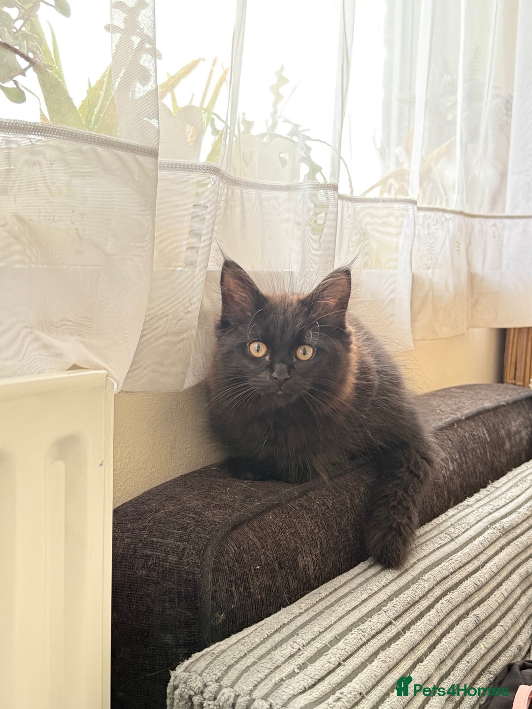 Maine Coon cats for sale: Black smoked boy  - Image 11