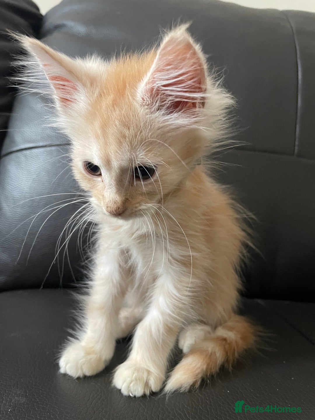 Maine Coon cats for sale: Maine Coon Cross Kittens  - Image 15