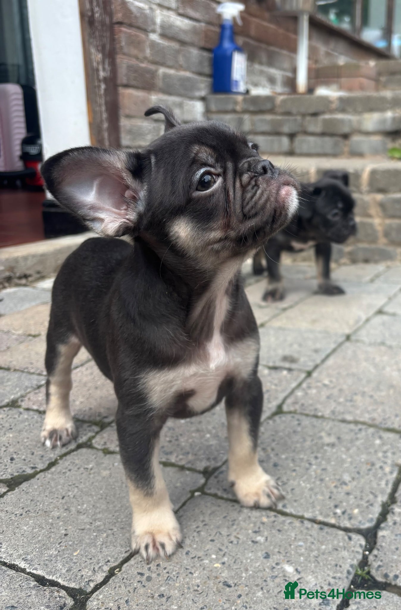 French Bulldog dogs French bulldogs  - Advert 10