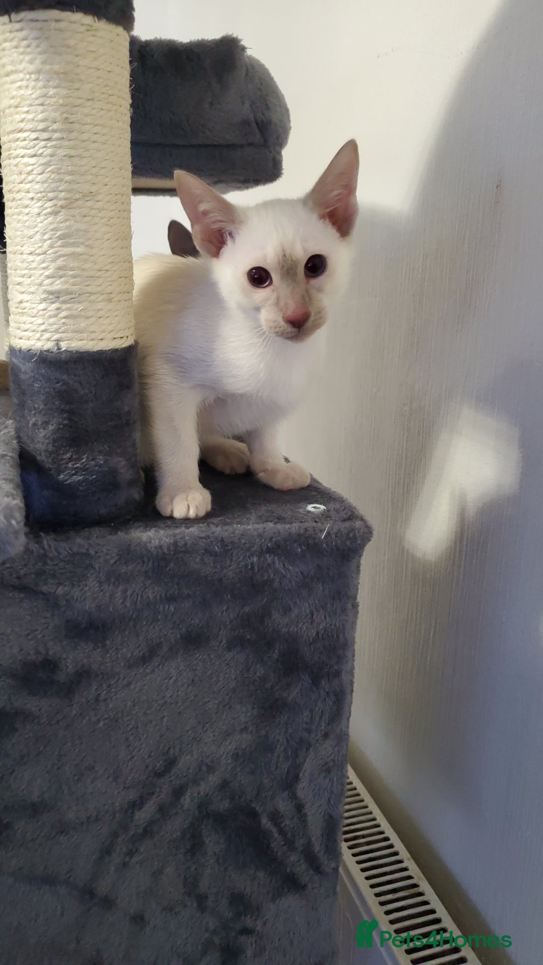 Siamese cats for sale: stunning Siamese Kittens  - Advert 9