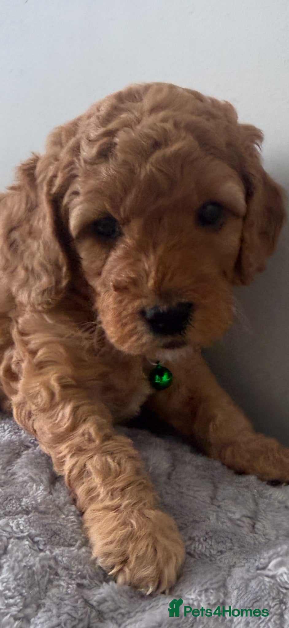 Cockapoo dogs F1B cockapoo ❤️💙💙 - Advert 12