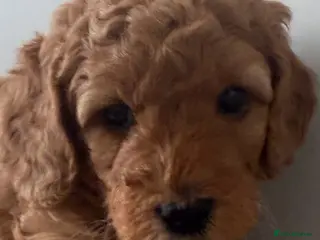 Cockapoo dogs REDUCED READY FOR FOREVER HOME,LAST 💙❤️ - Advert 2
