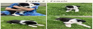 Border Collie 2