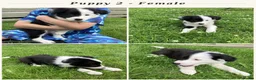 Border Collie dogs for sale: Border Collie Puppies  - Advert 7