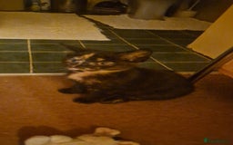 European cats for sale: Tortoiseshell kittens, and cat - Image 3