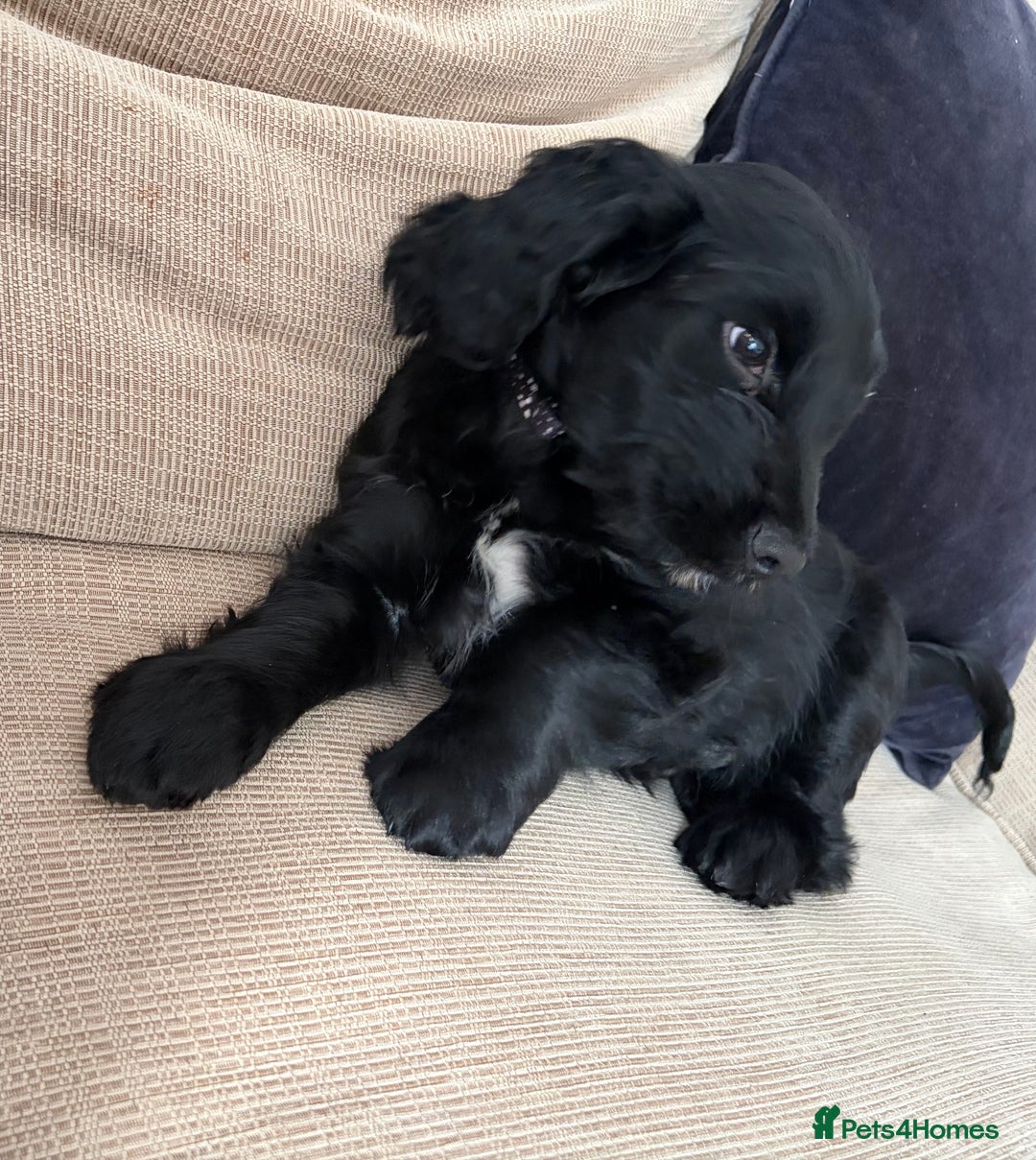 Cockapoo dogs for sale: Cockapoo X Coker spaniel  - Advert 24