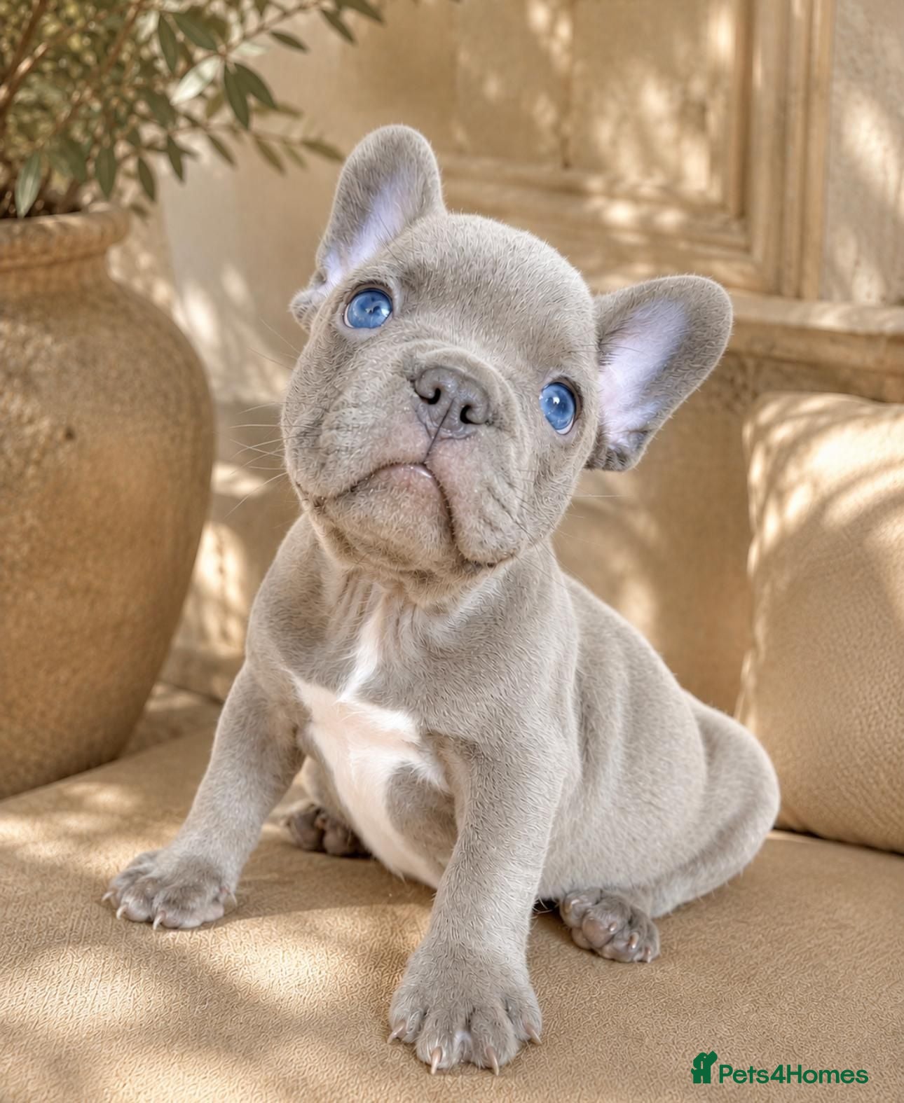 French Bulldog dogs 🐶BEAUTIFUL PUPPIES🐶 - Advert 1