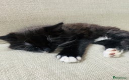 Ragdoll cats for sale: Stunning part ragdoll kittens - Image 7