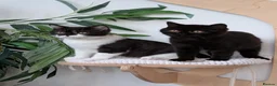 British Shorthair cats for sale: GCCF Registered British Shorthair  - Advert 2